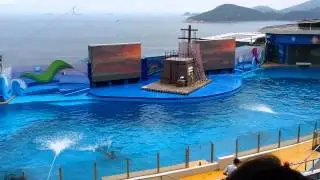 090 Hong Kong Ocean Park Ocean Theatre   Dolphins Show 2