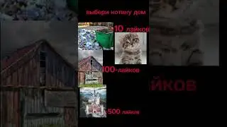 выберите котику дом #тренды
