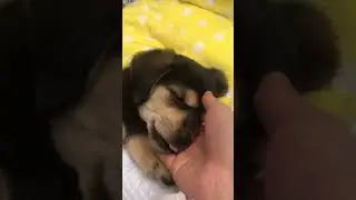 Safe and Sound #cutedogs #puppies #shorts