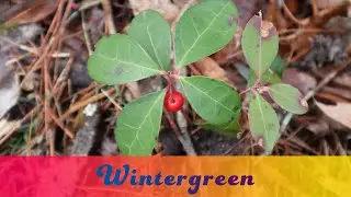 Wintergreen (Gaultheria procumbens) Basic Identification and Edible Parts