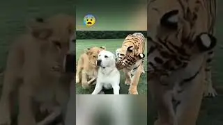 Тигр vs Алабай😰😱😬
