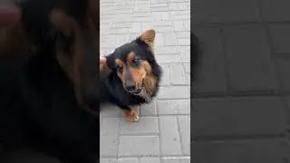 Супер добрий Песик Глуско Хорол