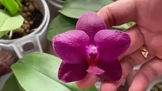 МОЯ КОЛЛЕКЦИЯ ОРХИДЕЙ, ГДЕ СТОЯТ.