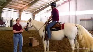 Bears Show How to Ride a Horse