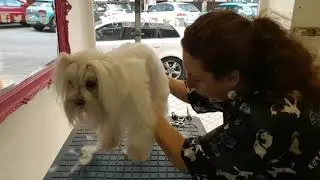 Corte a capas de Bichón Maltés