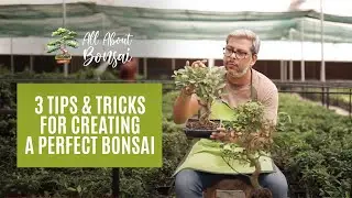 3 Tips & tricks For Creating A Perfect Bonsai At Home