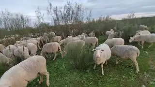 sensaciones sobre el manejo en la transhumancia,búsqueda del mejor alimento para su ganado!!