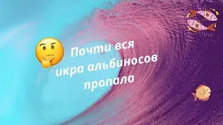 😭Неудача 😥 Большая часть икры пропала😱