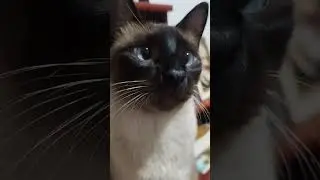 Mikinho é um gato lindo de olhos azuis! #shorts #amamosgatos #catlover #cats #felinos