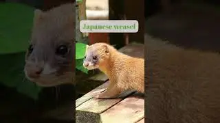 Unique animals in Japan