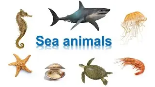 Морские животные по-английски [Sea animals - English Vocabulary Flashcards]
