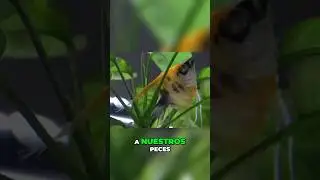 Cómo comprar PECES en una tienda #shorts #peces #consejos