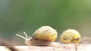 Spring Snails