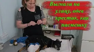 Собакен отслужил и его выдворили на пенсию... на улицу