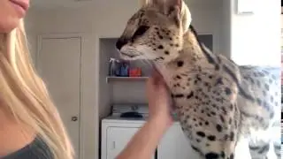 Африканская дикая кошка говорит: Мама