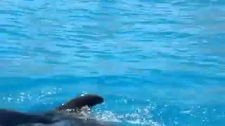 delphin , дельфин