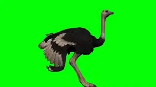 Ostrich on green screen loop (Free Download)