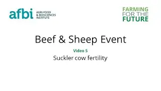 AFBI Beef & Sheep Open Day - Suckler cow fertility.