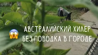 Австралийский хилер | по городу без поводка