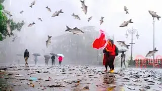 Fish Fall From the Sky in Iran , What Happened Next Is Still Unexplained
