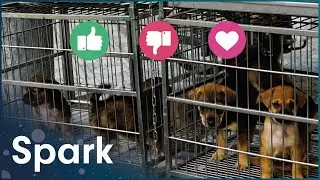 How Social Media Fuels The Exotic Animal Trade
