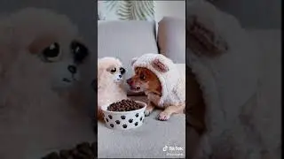 Funny Dog 35 #shorts