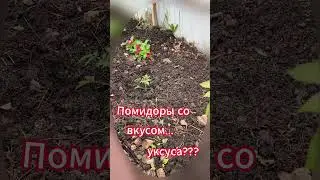 Рассаду томатов высаживаю в грунт! И тут такое. Посмеялась от души... Осенью поделюсь впечатлениями.