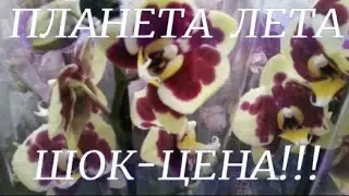 Приятный шок от посещения  садового центра  Планета Лета.