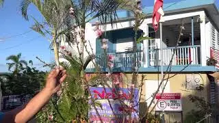 Preparando el árbol de melocotón para que den frutos en el trópico, Parte 2.