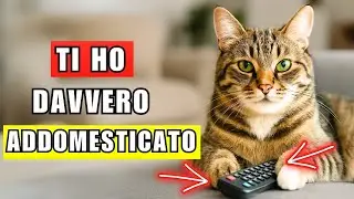 15 segni che il tuo gatto ti ha addomesticato