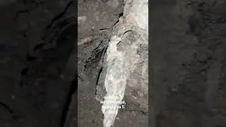 Нора Кролика