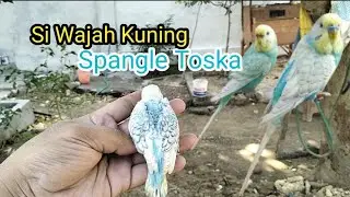 Ternak Parkit...!!! Review Mutasi YF Spangle Toska