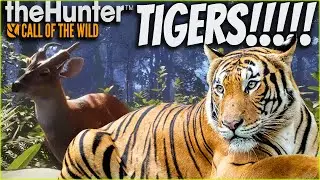 **FIRST LOOK** At The New Map Sundarpatan! Tigers & Muntjac Deer! Call of the wild