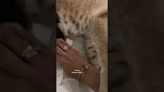 Джессика родила. Как же они в природе без человека?
