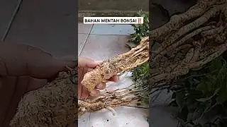 Bahan dongkelan untuk bikin bonsai #shortsvideo #trendingshorts #fypシ゚viral