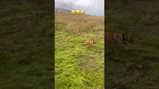 Crazy dog😂😂😂#funnyvideo #pets #animals #dog #youtubeshorts