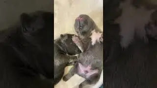 #французскийбульдог