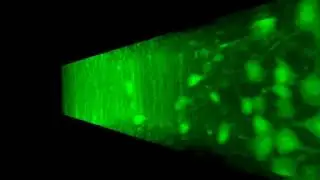 1mm thick 2P imaging through spine