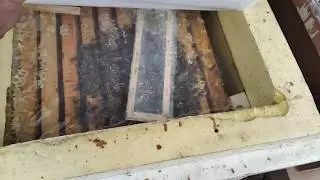 12 02 2020 Зимовка продолжается , матка в изолятре, продолжение