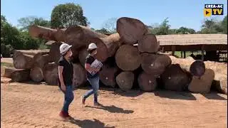 CREA FISCALIZA - ENGENHARIA FLORESTAL