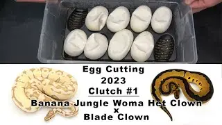2023 Clutch #1 Egg Cutting - Banana Jungle Woma Het Clown x Blade Clown