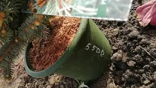 Глаука Глобоза.