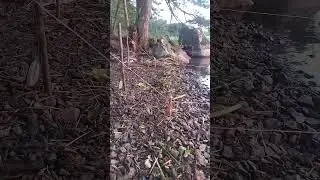 Ранок девятого дня чудовий.