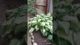 Мой сад в начале лета