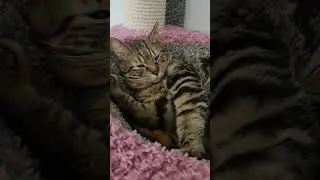 А я сейчас как лягу