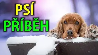 Psí příběh