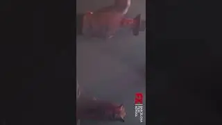 El domador y la bestia