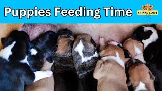 Puppies Feeding Time: Adorable Mealtime Moments