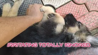 German shepherd puppy totally ignoring me while sleeping