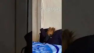 Моя хатико 